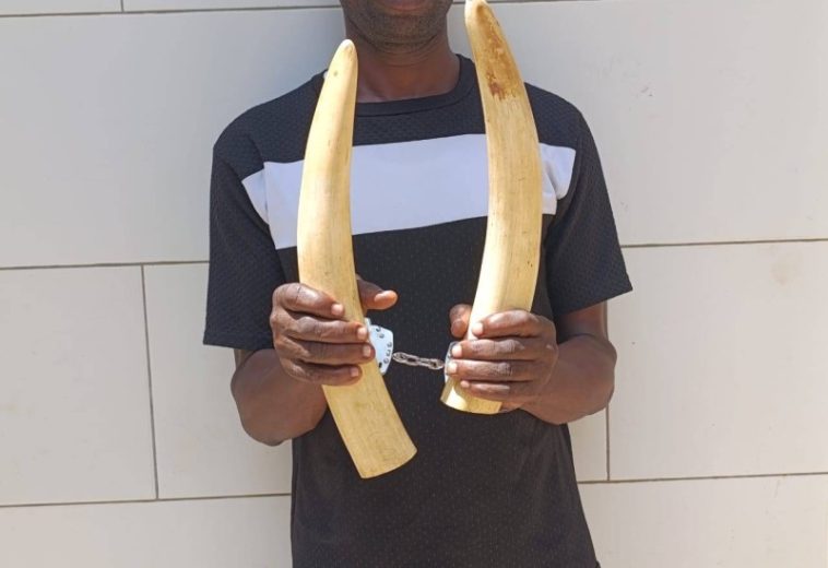 Côte d’Ivoire/ Commerce illégal de l’ivoire : Un contrebandier mis aux arrêts à Yopougon